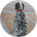 Roberto Cuadros profile picture