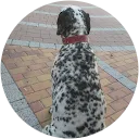 Roberto Cuadros profile picture